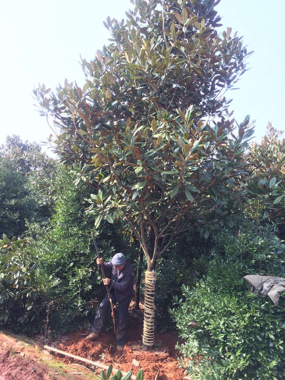 12公分精品廣玉蘭