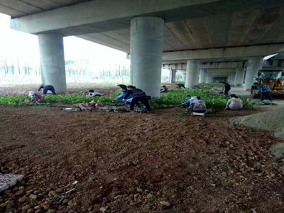 園林施工現場27