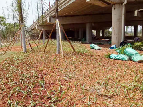 園林綠化工程施工，園林綠化養(yǎng)護(hù)，別墅庭院綠化